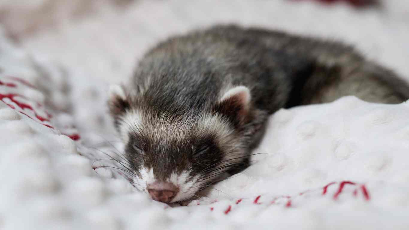 Ferrets As Pets
