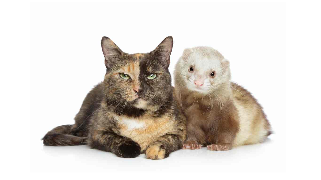Ferrets and Other Pets