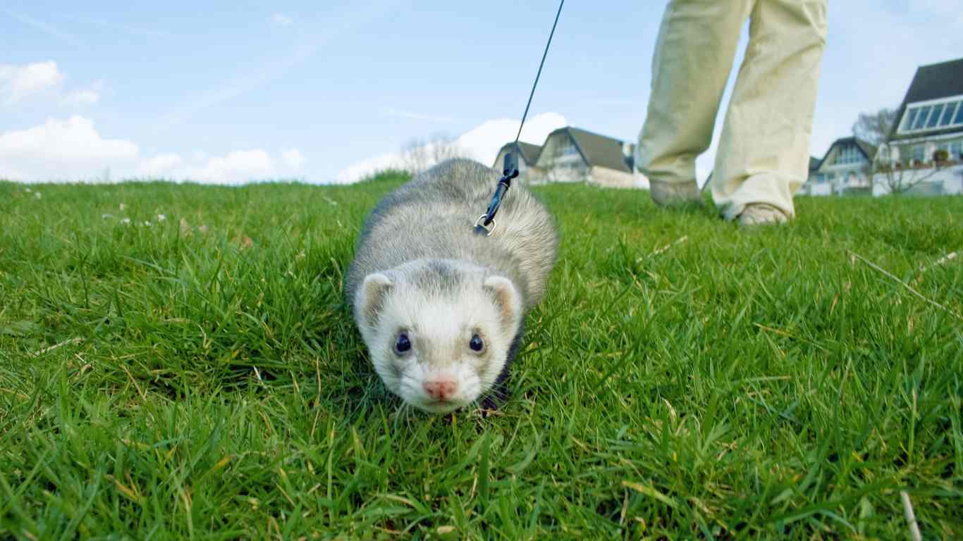 Training Ferrets