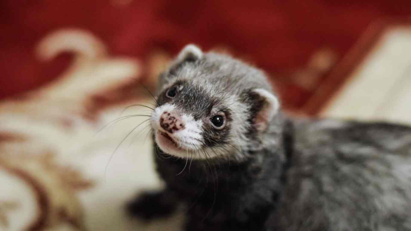 Ferrets as pets
