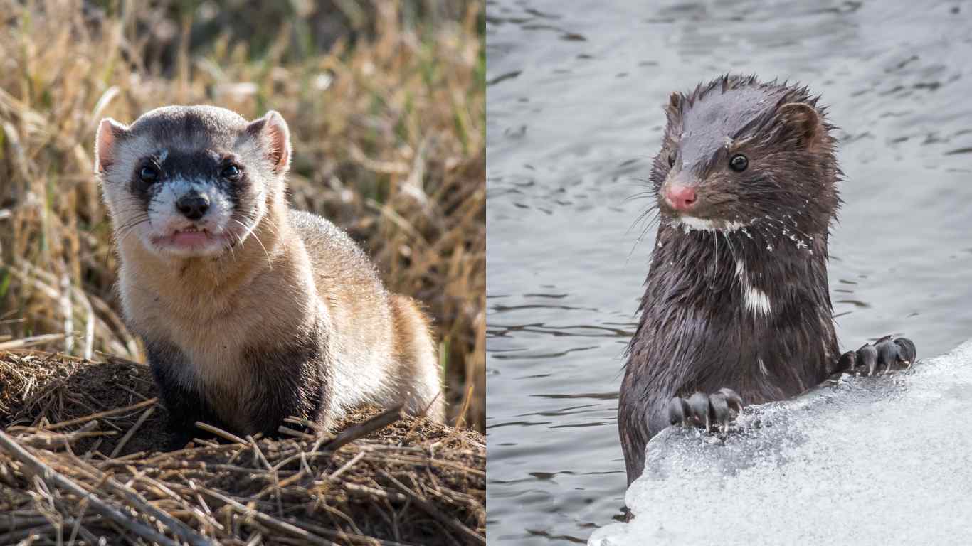 Ferret Vs Mink