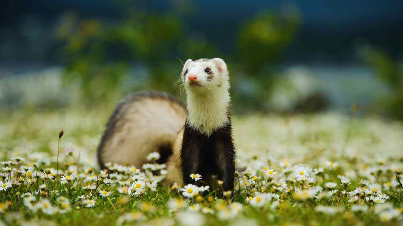 Ferret