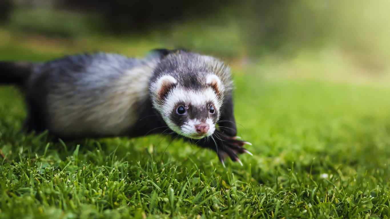 Ferret Vs Mink