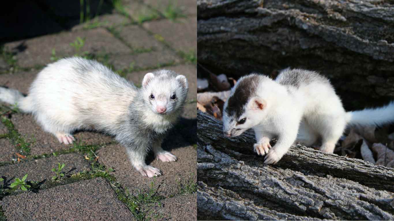 Weasels and Ferrets