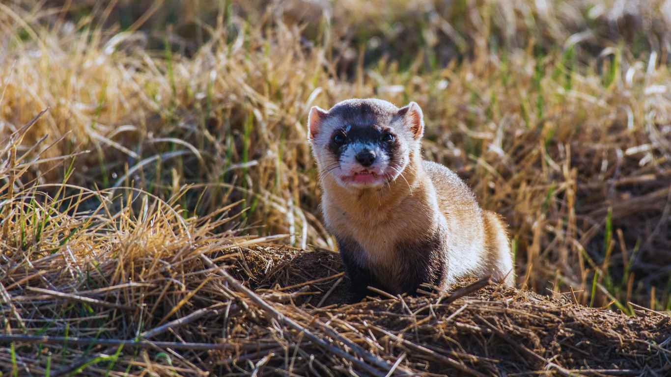 Ferret
