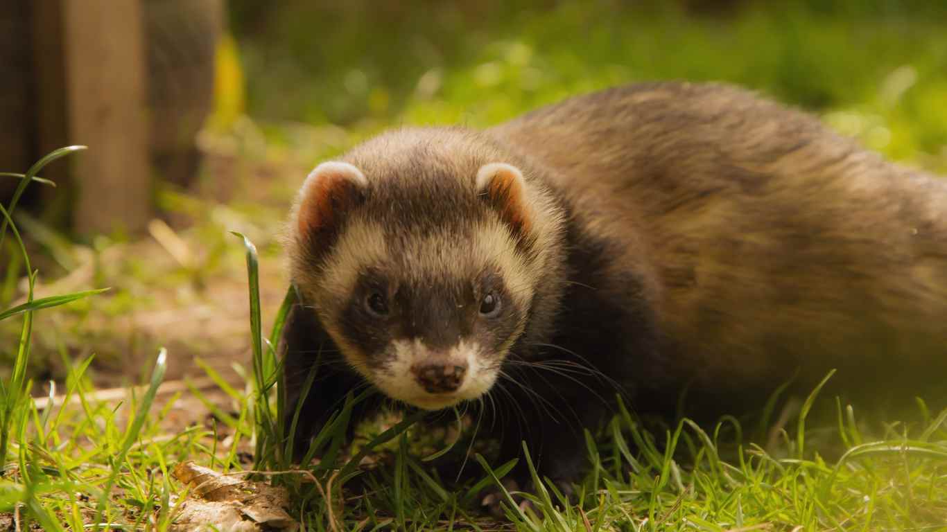 Ferret