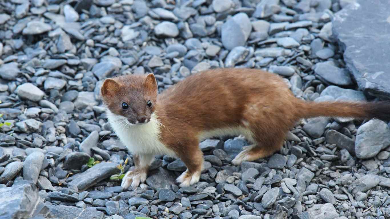 weasels
