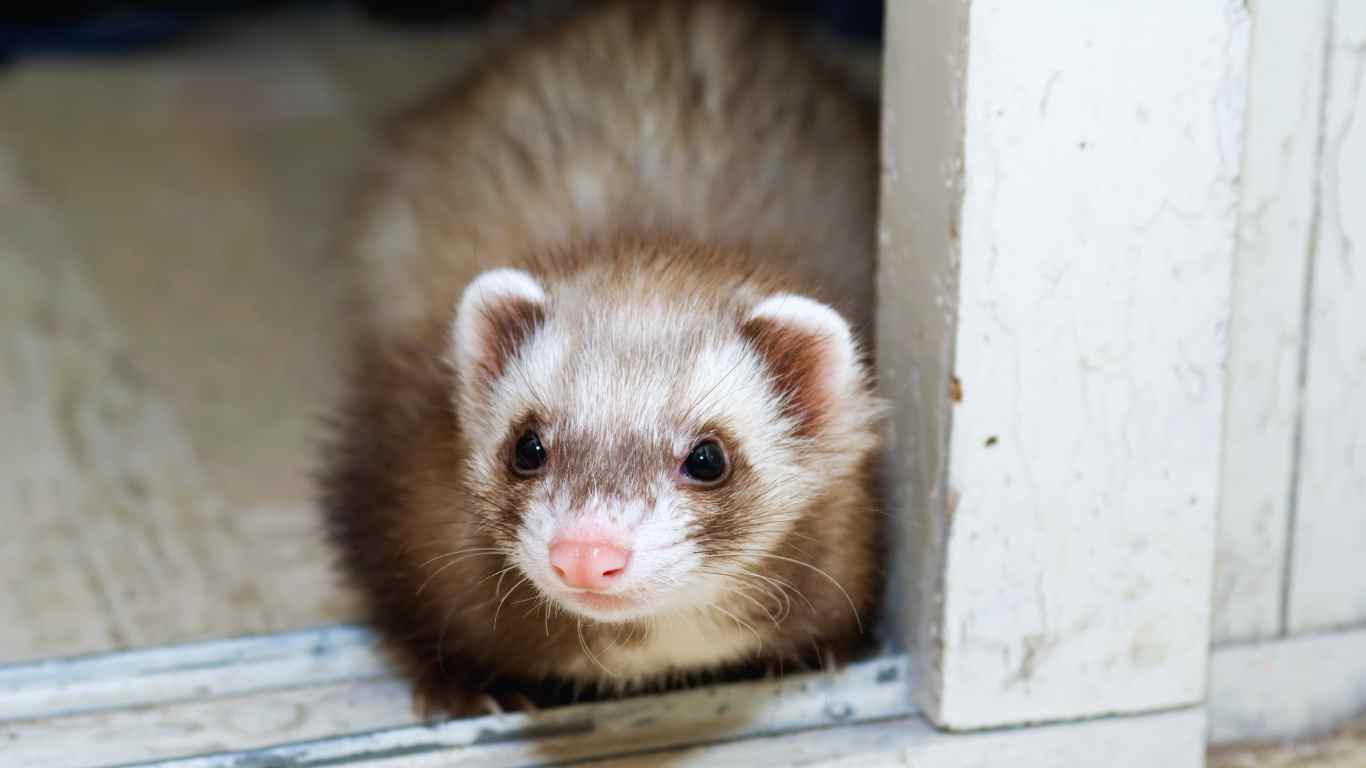 Ferrets as pets