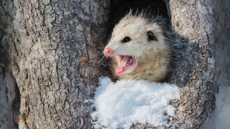 Do Opossums Hibernate