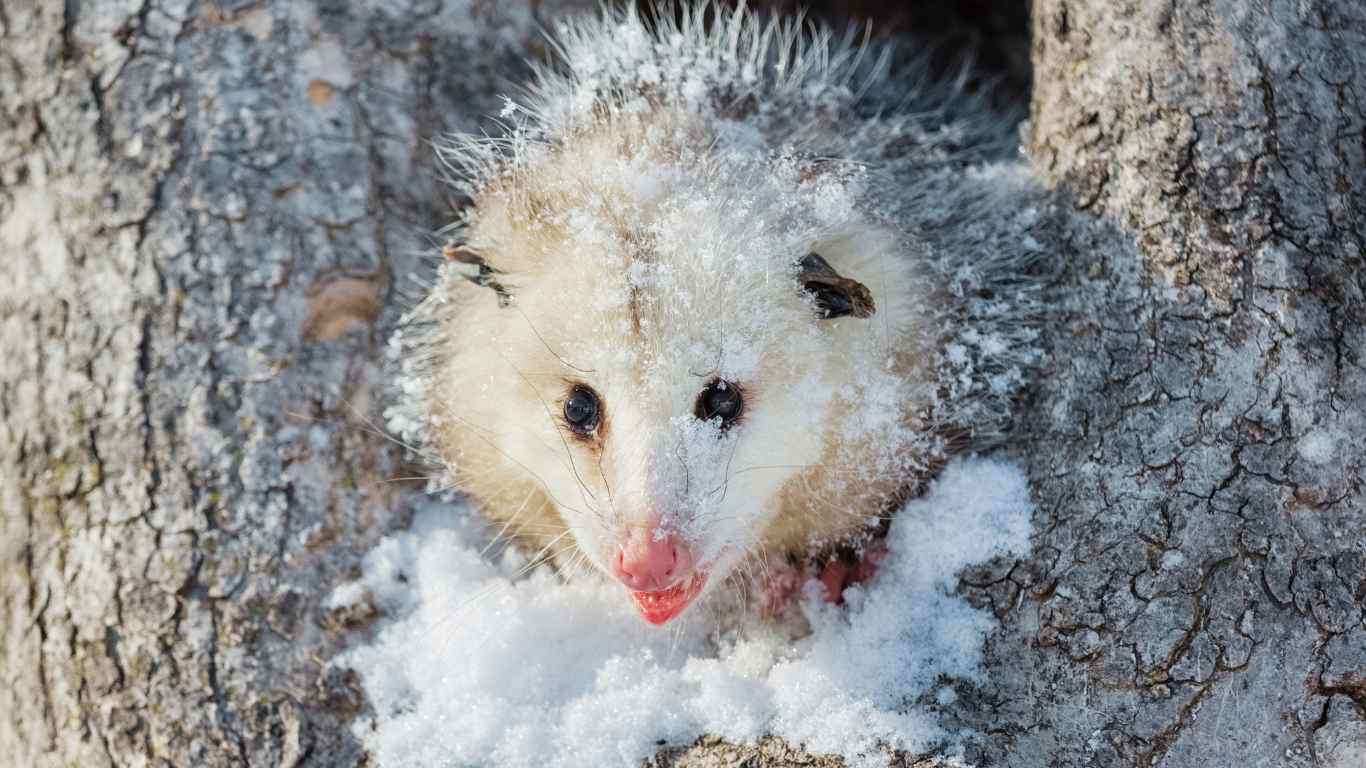 Do Opossums Hibernate