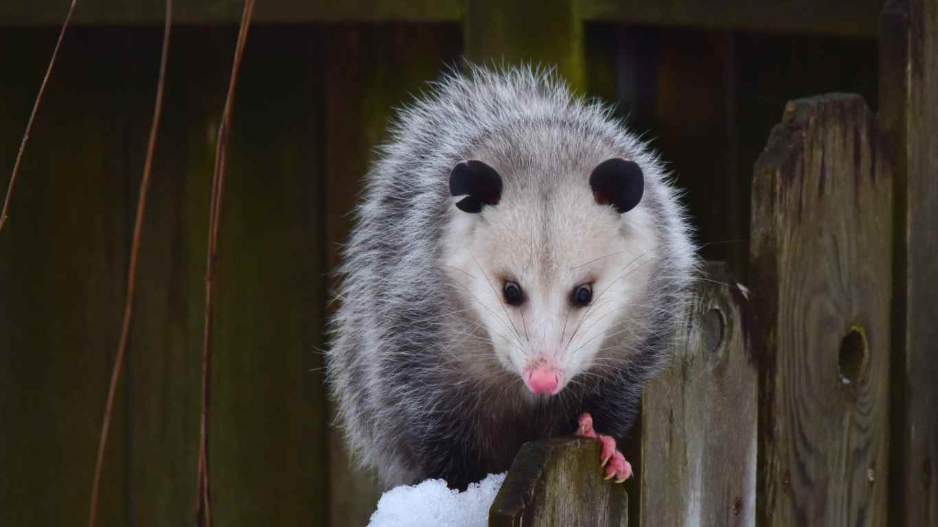 Do Opossums Hibernate