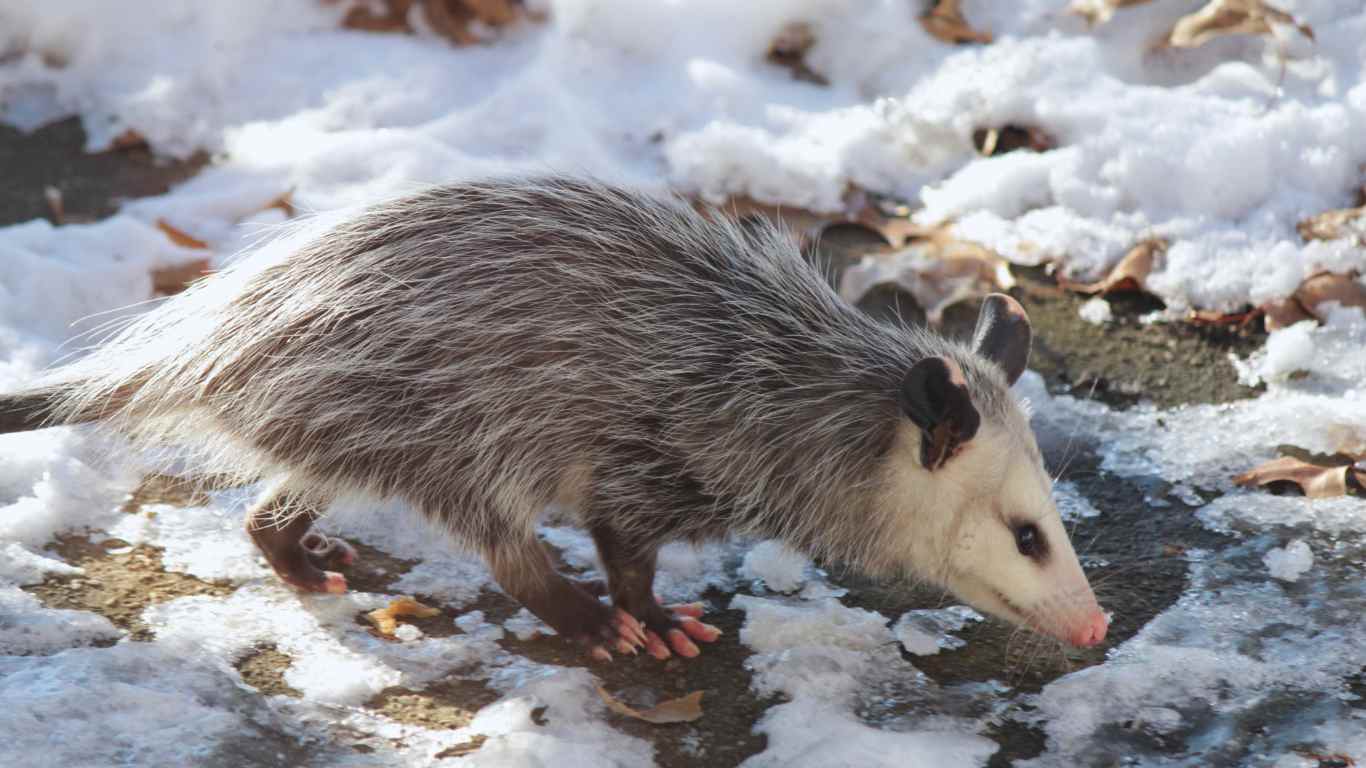 Do Opossums Hibernate