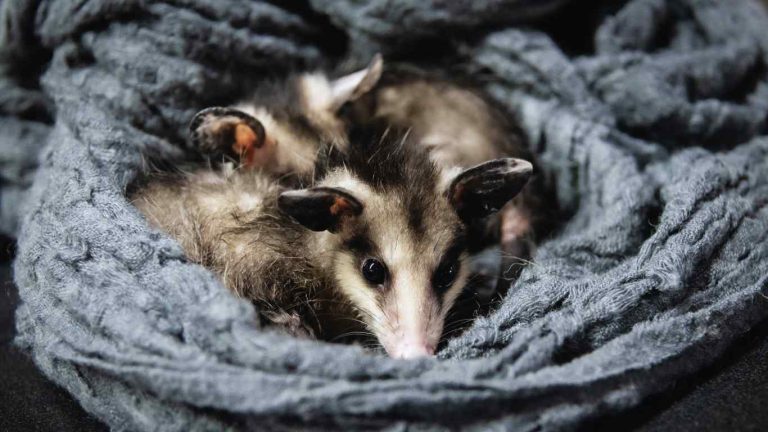 Opossums as Pets