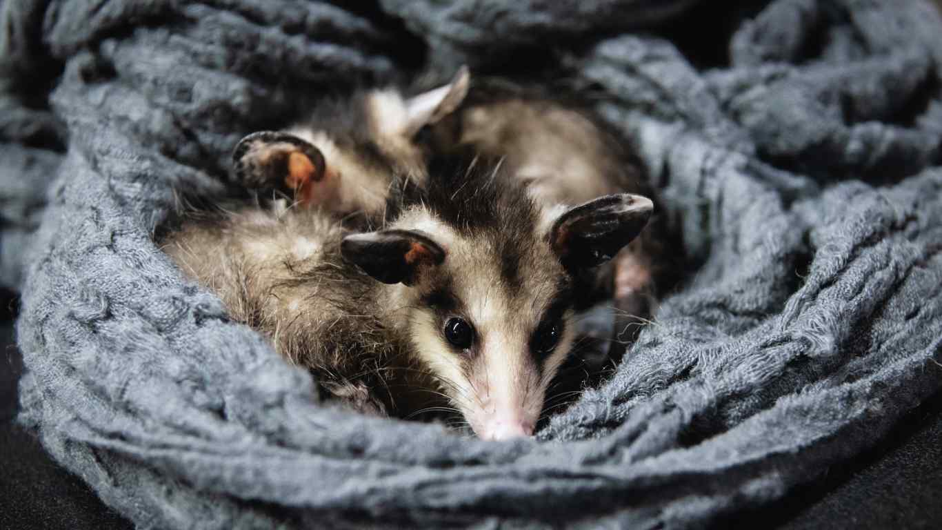 Opossums as Pets