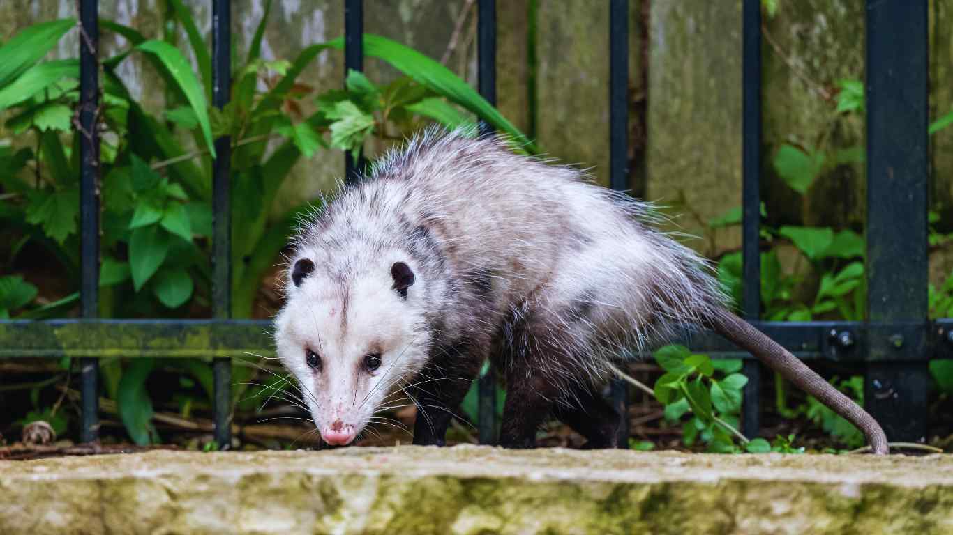Opossums As Pets