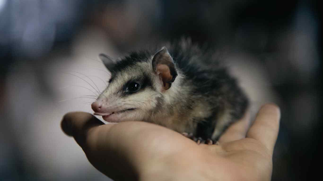 Opossums As Pets