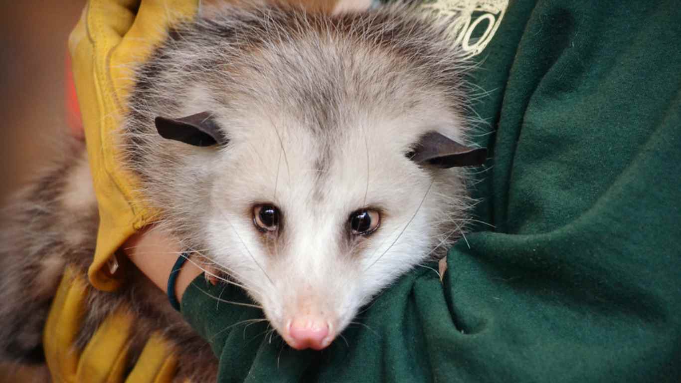 Are Opossums Blind