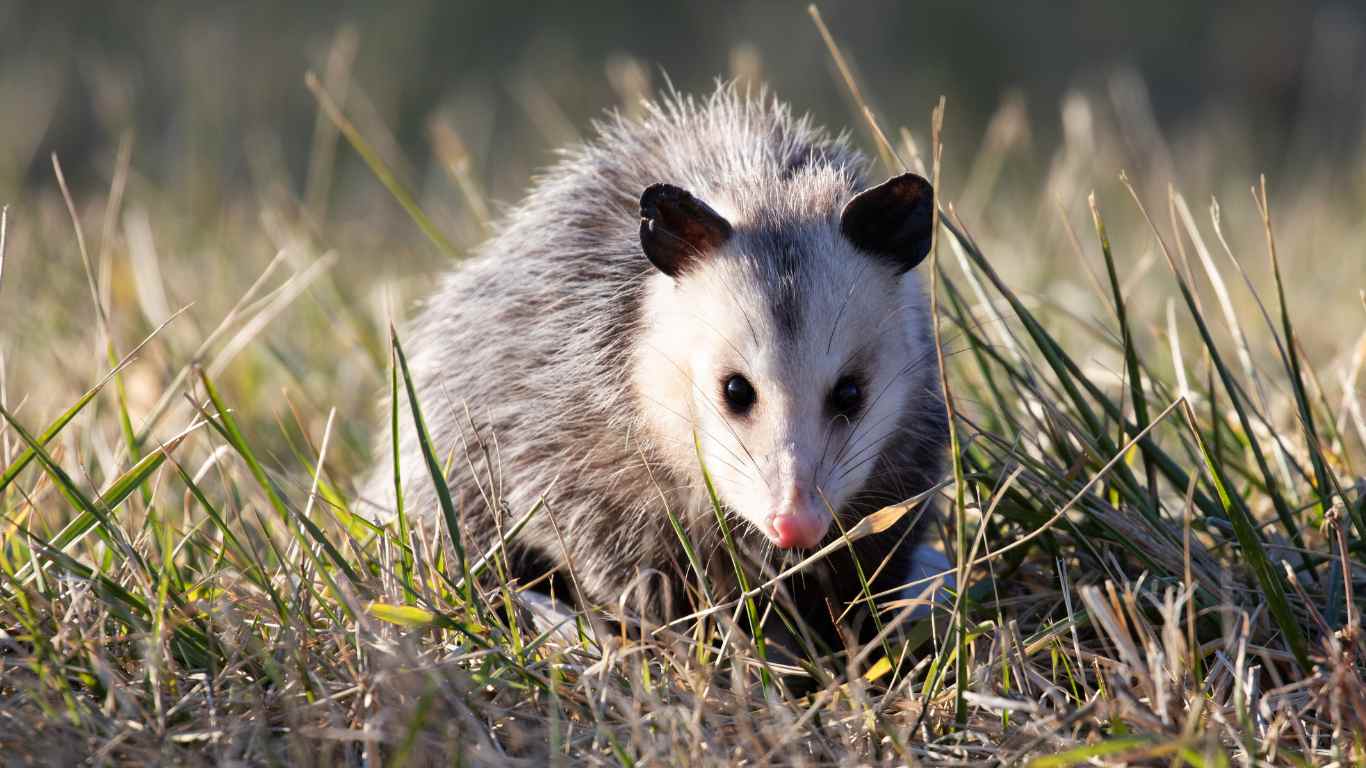 Are Opossums Blind